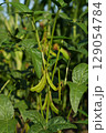 Soybeans. Close-up of ripe green soybean pods against a background of dense vegetation. 129054784