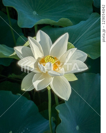 朝日に輝く白い蓮の花 129054842