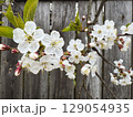Cherry blossoms bloom in springtime against a rustic wooden fence 129054935