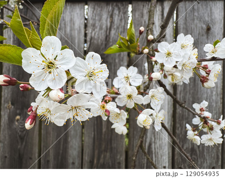 Cherry blossoms bloom in springtime against a rustic wooden fence 129054935