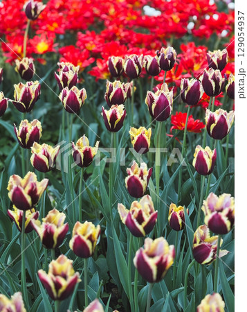 Colorful garden blooms featuring purple and red tulips in full spring display 129054937