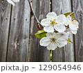 Cherry blossom branch blooms against weathered wooden fence in spring 129054946