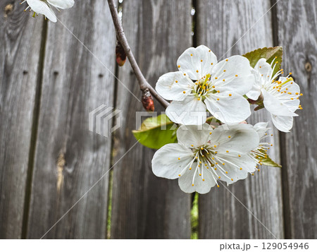 Cherry blossom branch blooms against weathered wooden fence in spring Cherry blossom branch blooms against weathered wooden fence in spring 129054946