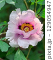 Pink flower blooms gracefully in lush garden setting during spring afternoon 129054947