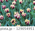 Colorful tulips bloom in a vibrant garden during spring season 129054951