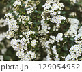 White flowering plant blooming in a garden during spring season 129054952