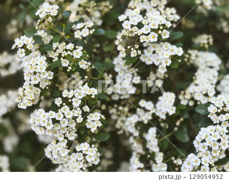 White flowering plant blooming in a garden during spring season 129054952