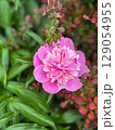 Beautiful pink flower blooming among lush green leaves in a garden 129054955