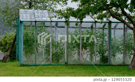 Greenhouse filled with plants in a garden surrounded by trees on a rainy day 129055320