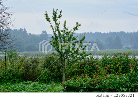 Lush greenery and a solitary tree by a tranquil lake on a cloudy day in the countryside 129055321