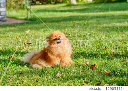 Cute pomeranian dog playing happily in the green grass during a sunny autumn afternoon Cute pomeranian dog playing happily in the green grass during a sunny autumn afternoon 129055324