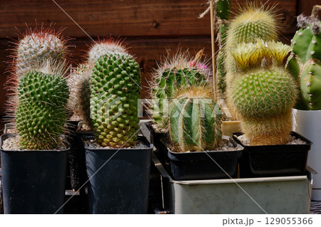 Variety of colorful cacti arranged in pots under sunlight at a garden in summer 129055366