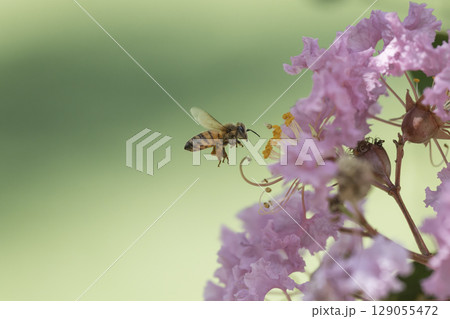 サルスベリの花で集密するミツバチ サルスベリの花で集密するミツバチ 129055472