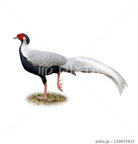 Silver Pheasant standing tall with patterned white feathers and vivid red face. 129055915