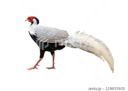 Silver Pheasant with striking black-and-white plumage and long elegant tail. Silver Pheasant with striking black-and-white plumage and long elegant tail. 129055920