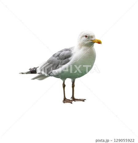 Great Black-backed Gull standing tall with striking yellow beak and bold plumage. Great Black-backed Gull standing tall with striking yellow beak and bold plumage. 129055922