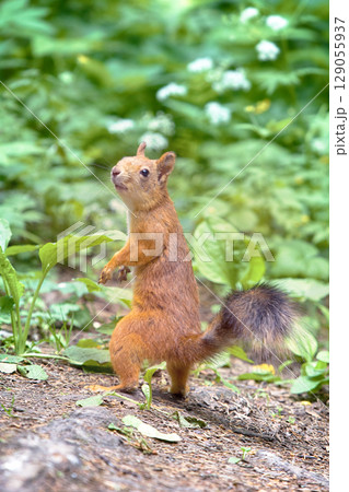 Red Squirrel on the gravel path in the Park Red Squirrel on the gravel path in the Park 129055937
