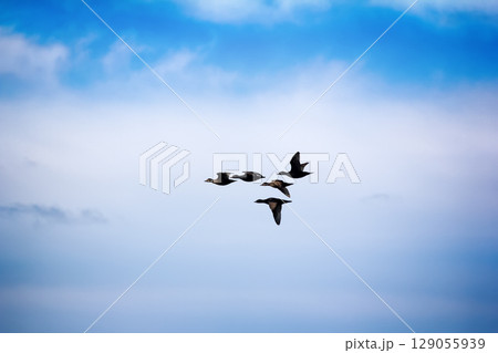 Ducks black scoter (Melanitta nigra) Ducks black scoter (Melanitta nigra) 129055939