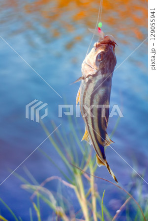 sea fishing in Kerala India sea fishing in Kerala India 129055941