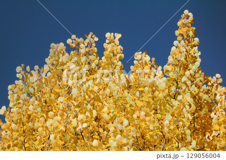 Autumn yellow foliage. Aspen leaves like gold coins 129056004