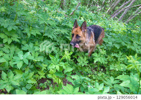German Shepherd dog on forest 129056014