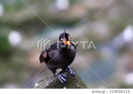 Crested Auklet Crested Auklet 129056119
