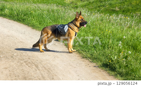 German shepherd on walk in wild German shepherd on walk in wild 129056124