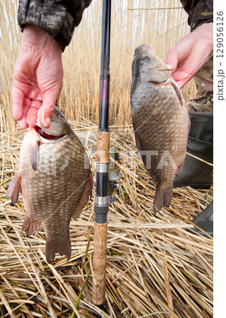 crucian carp (Carassius) crucian carp (Carassius) 129056126
