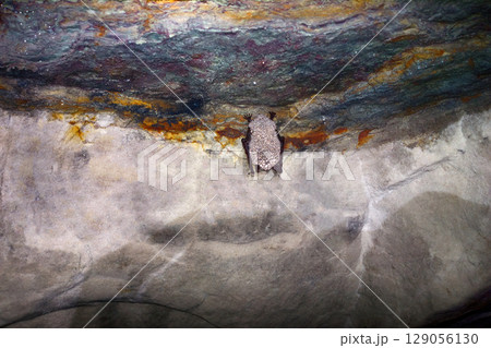 Bats as inhabitants of caves and dungeons. Bats as inhabitants of caves and dungeons. 129056130