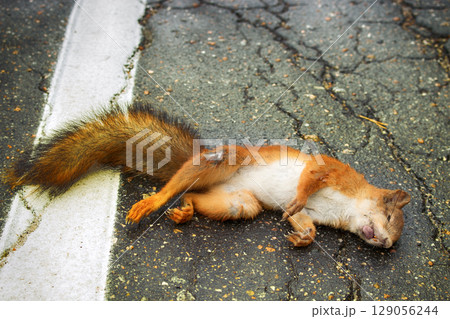 Adult squirrel hit by car on paved forest highway. Adult squirrel hit by car on paved forest highway. 129056244