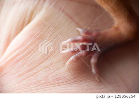 paw of little squirrel in months paw of little squirrel in months 129056254