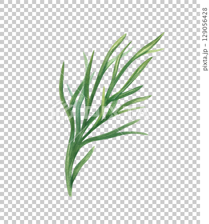 fresh green dill sprig watercolor floral illustration isolated background. Fresh greenery. Garden aromatic herbs for cooking and beauty industry. Seasoning plants for recipe, food packaging, cookbook. fresh green dill sprig watercolor floral illustration isolated background. Fresh greenery. Garden aromatic herbs for cooking and beauty industry. Seasoning plants for recipe, food packaging, cookbook. 129056428
