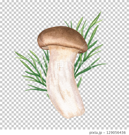 Whole King oyster mushroom eryngii with fresh dill sprig watercolor illustration isolated on white background. Hand painted eringii and aromatic herbs Asian cuisine. Vegan and vegetarian healthy food. 129056436