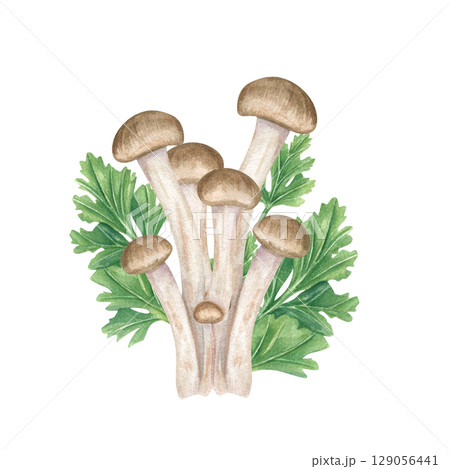 Fresh shimeji mushrooms with green mitsuba leaves watercolor illustration isolated on white background. Hand painted honey fungus and aromatic Japanese parsley. Vegan and vegetarian Asian cuisine 129056441