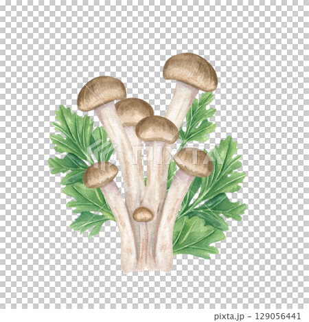 Fresh shimeji mushrooms with green mitsuba leaves watercolor illustration isolated on white background. Hand painted honey fungus and aromatic Japanese parsley. Vegan and vegetarian Asian cuisine 129056441