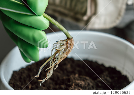 planting young seedling with developing roots in pot filled with rich soil in home garden. closeup. planting young seedling with developing roots in pot filled with rich soil in home garden. closeup. 129056625