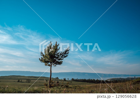 lone pine tree stands tall against picturesque blue sky in serene landscape during daylight hours. lone pine tree stands tall against picturesque blue sky in serene landscape during daylight hours. 129056628