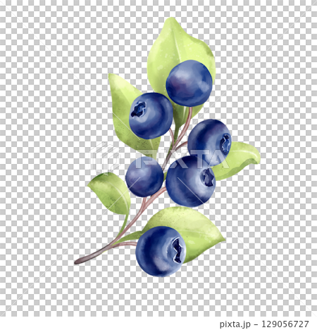 Blueberry Branches Illustration. Berries and Leaves. Blueberry Branches Illustration. Berries and Leaves. 129056727