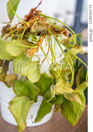 Close up view of dry and withered houseplants in a home environment after a long absence. Missed care, neglected greenery, and the fragile nature of indoor life. 129056771