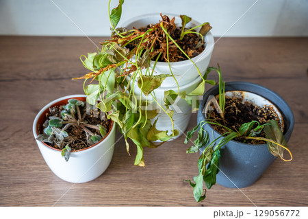 Top view of dry and withered houseplants in a home environment after a long absence. Missed care, neglected greenery, and the fragile nature of indoor life. 129056772