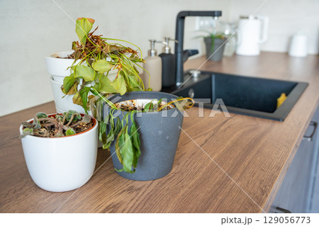 Dry and withered houseplants in a home environment after a long absence. Missed care, neglected greenery, and the fragile nature of indoor life. 129056773