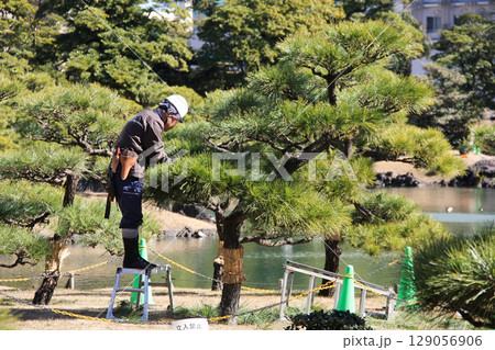 旧芝離宮恩賜庭園 松の木を剪定している庭師 旧芝離宮恩賜庭園 松の木を剪定している庭師 129056906