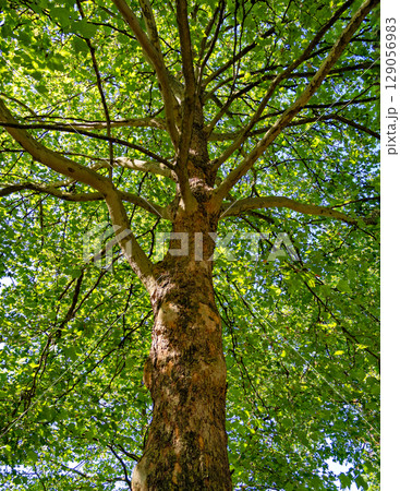 Maple tree cortex texture. Tree bole and foliage on a sky background Maple tree cortex texture. Tree bole and foliage on a sky background 129056983