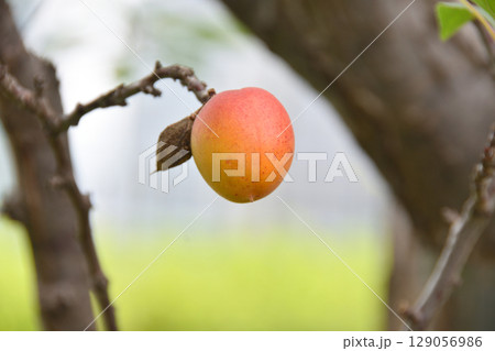 天空の農園の杏 129056986