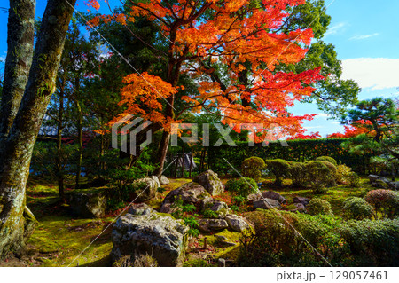 紅葉に彩られた竹林院の庭園 紅葉に彩られた竹林院の庭園 129057461