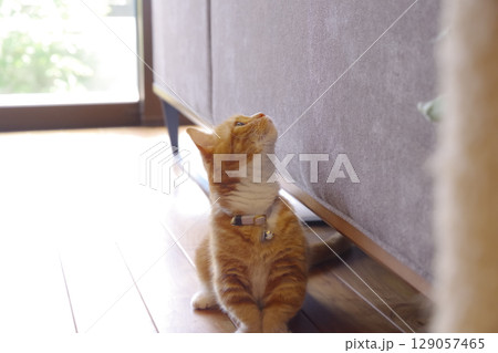 家の中でくつろぐ可愛い猫 129057465