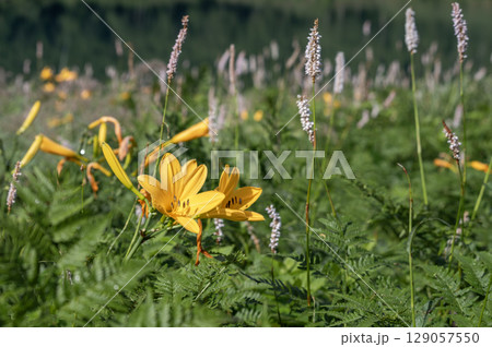野反湖に咲くニッコウキスゲの花 野反湖に咲くニッコウキスゲの花 129057550