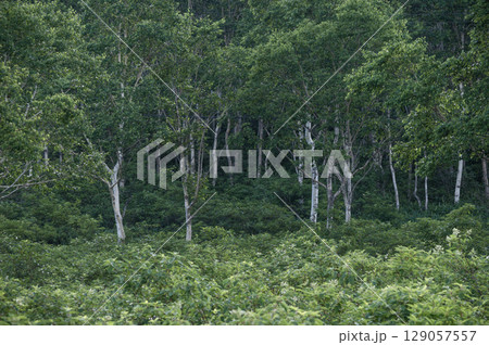 緑豊かな野反湖畔の白樺と熊笹の風景 緑豊かな野反湖畔の白樺と熊笹の風景 129057557