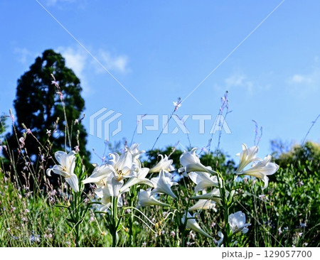 青空に映える純白のユリ 129057700