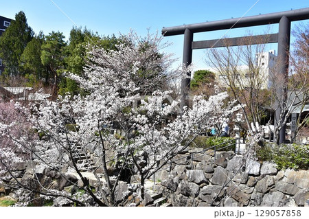 松本市　四柱神社の鳥居と女鳥羽川沿いの満開桜 129057858